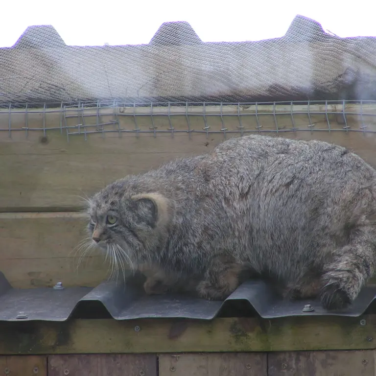 A photograph of Altai in The Lakeland Wildlife Oasis
