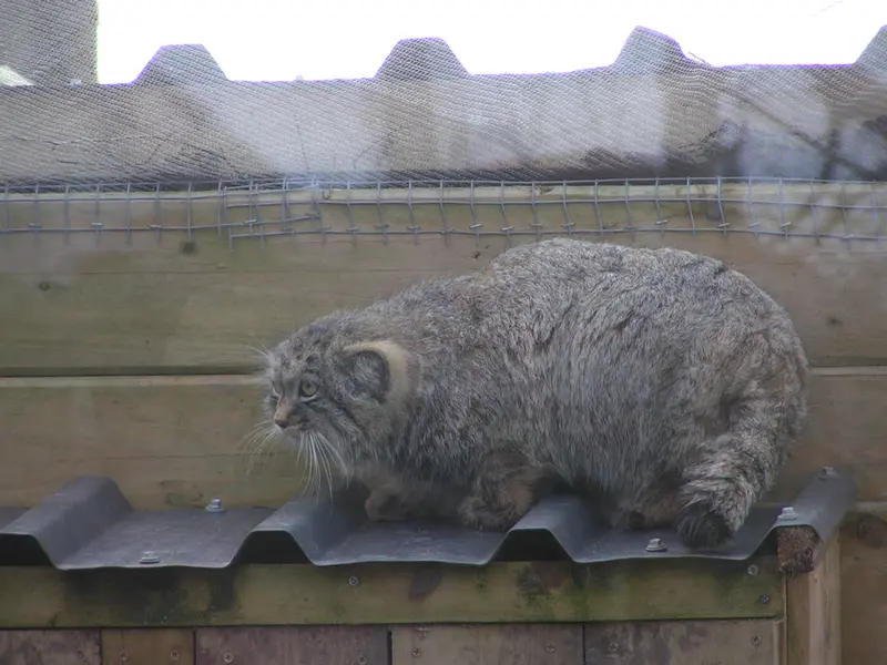 A photograph of Altai in The Lakeland Wildlife Oasis