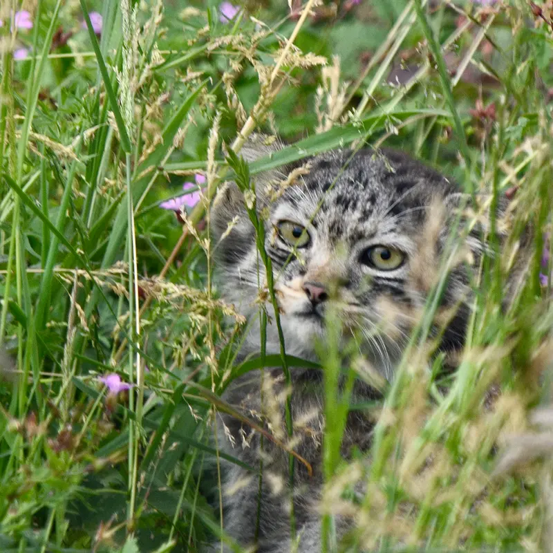 A photograph of a Pallas's cat in Port Lympne Wild Animal Park