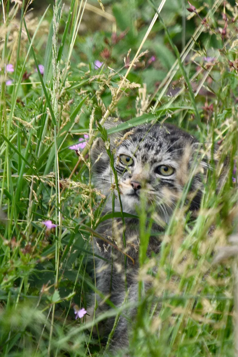 A photograph of a Pallas's cat in Port Lympne Wild Animal Park
