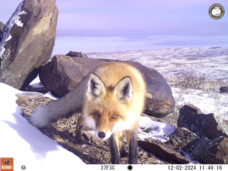 A photograph of Red fox from Koshkar camera trap