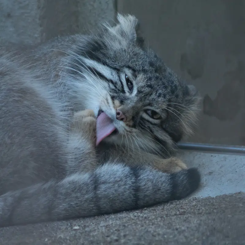 A photograph of Figa in Nogeyama Zoo