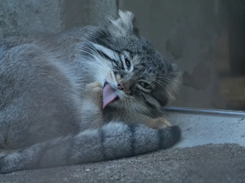 A photograph of Figa in Nogeyama Zoo