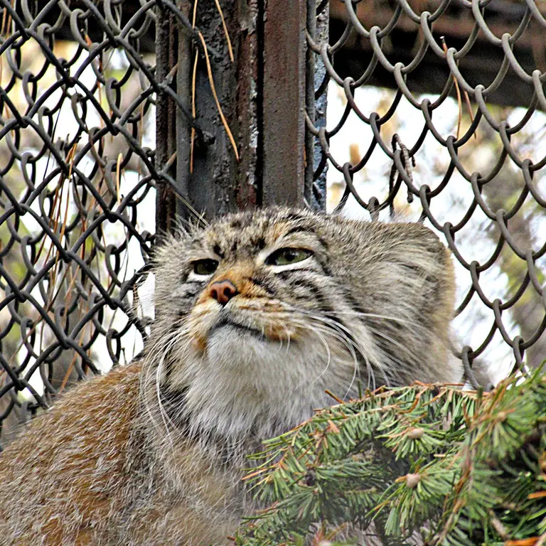 A photograph of Zelenogorsk in Novosibirsk Zoo