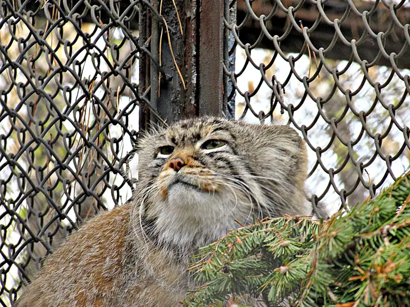 A photograph of Zelenogorsk in Novosibirsk Zoo