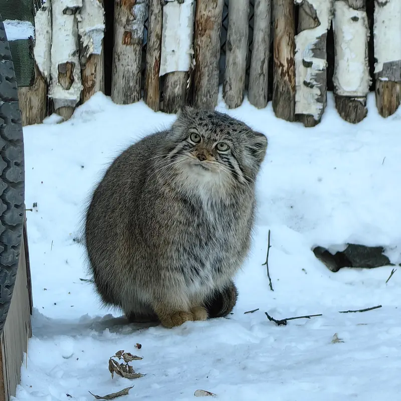 A photograph of Eve in Novosibirsk Zoo