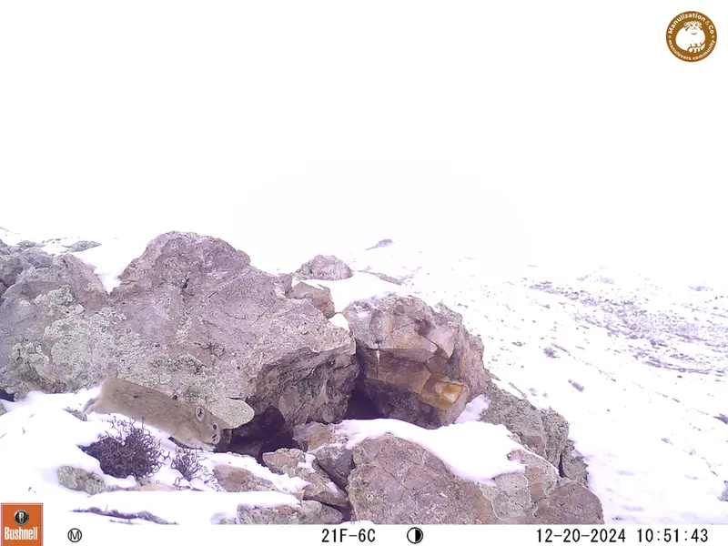 A photograph of Pika from Besshoky 1 camera trap