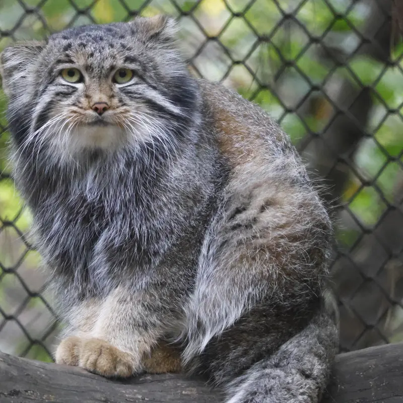 A photograph of Grey in Novosibirsk Zoo
