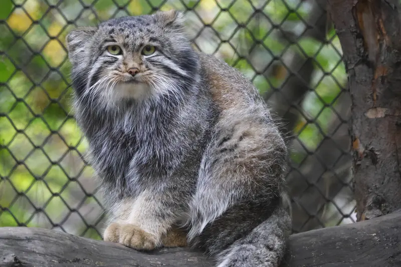A photograph of Grey in Novosibirsk Zoo