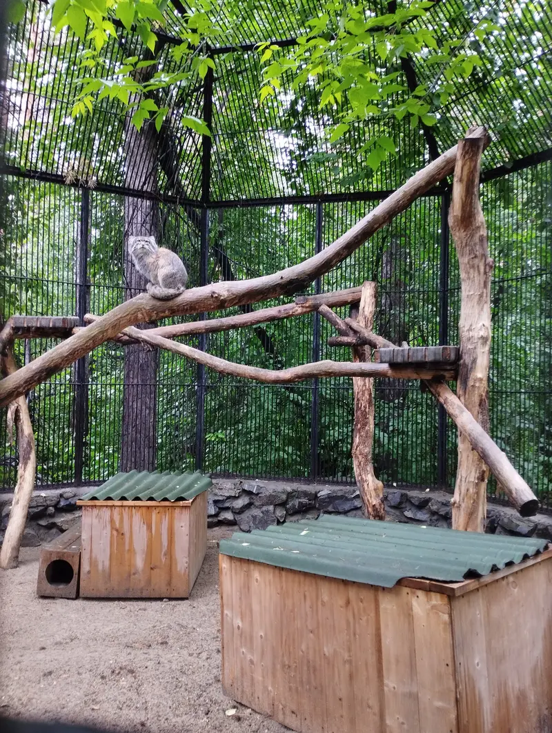 A photograph of a Pallas's cat in Novosibirsk Zoo