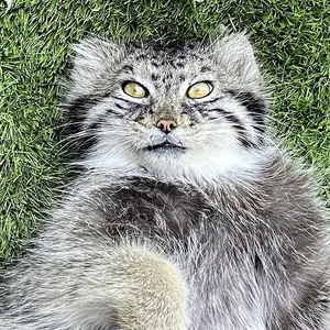 Mikhail the Pallas's cat from Cincinnati Zoo