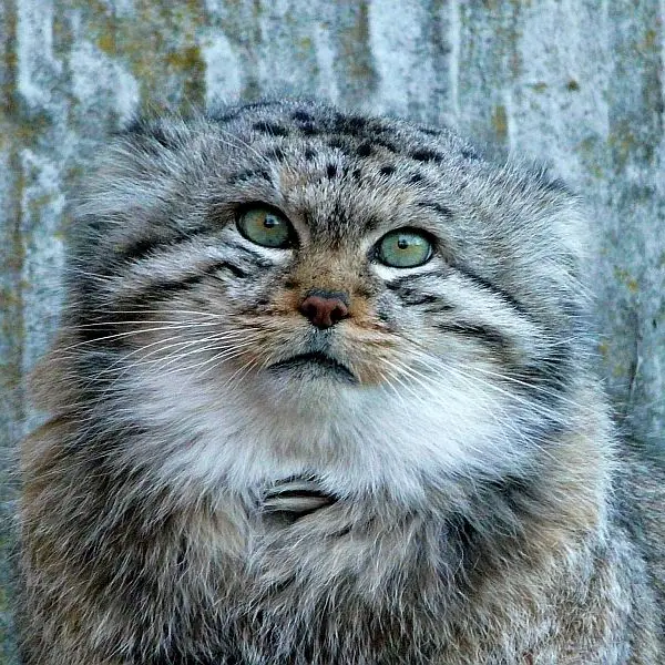 A photograph of Qatti in Zürich Zoo
