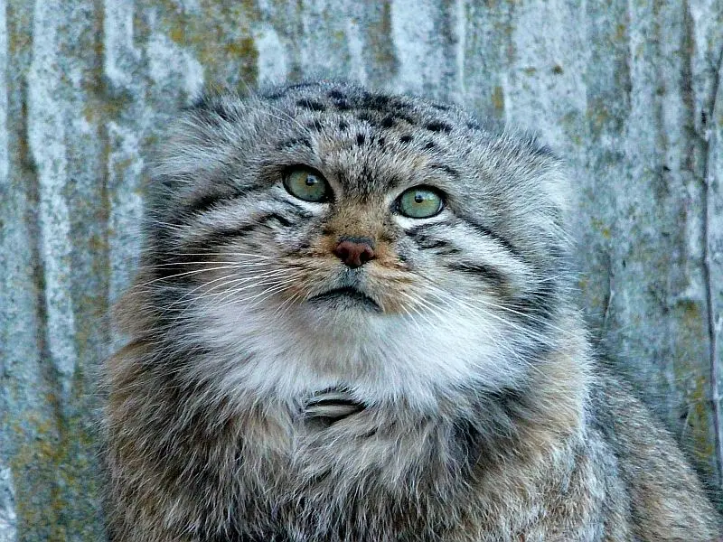 A photograph of Qatti in Zürich Zoo