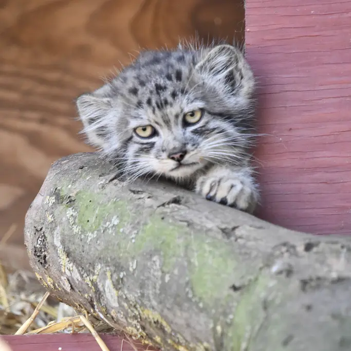 A photograph of a Pallas's cat in Banham Zoo