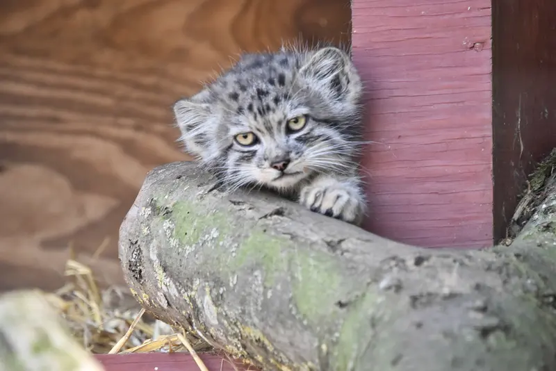 A photograph of a Pallas's cat in Banham Zoo