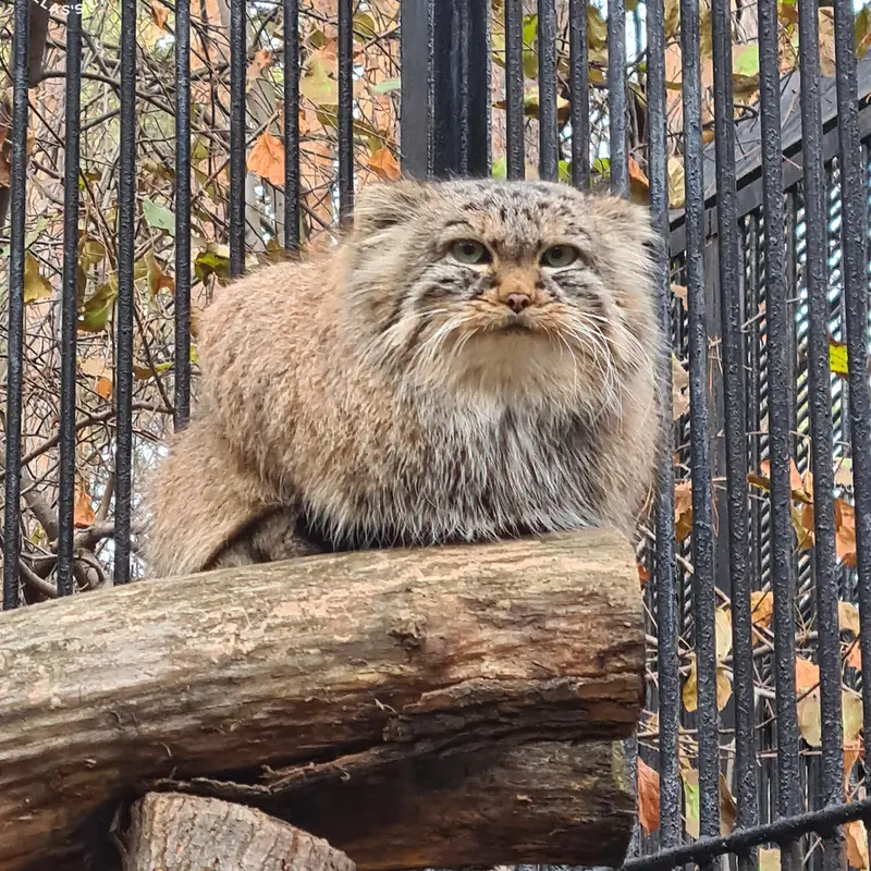 A photograph of Daughter of Lolo 2024 Ⅳ in Novosibirsk Zoo