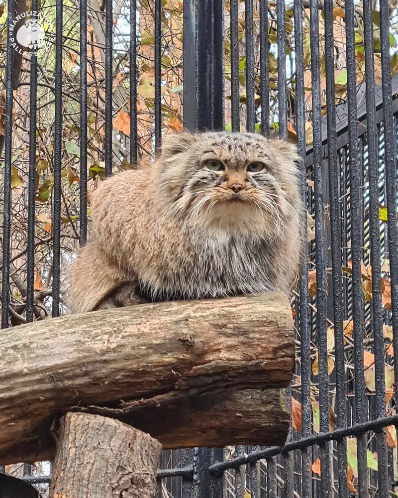 A photograph of Daughter of Lolo 2024 Ⅳ in Novosibirsk Zoo