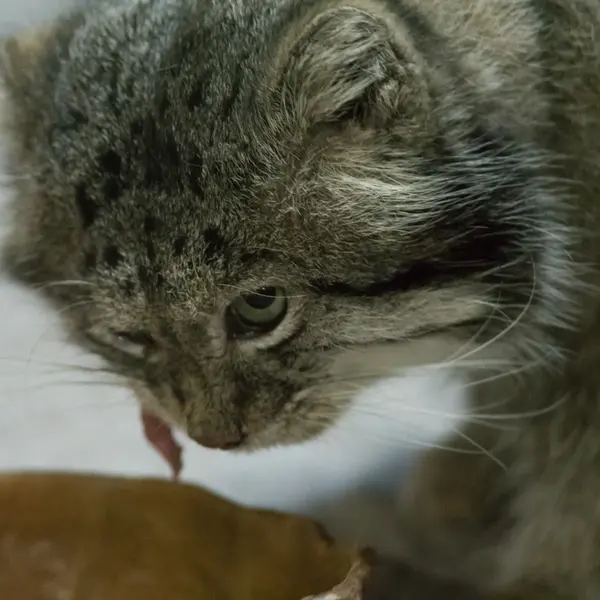 A photograph of Klyon in Ueno Zoological Gardens