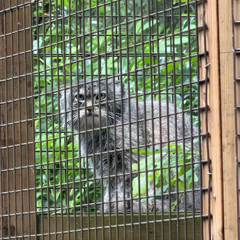 A photograph of Sayan in Cotswold Wildlife Park and Gardens