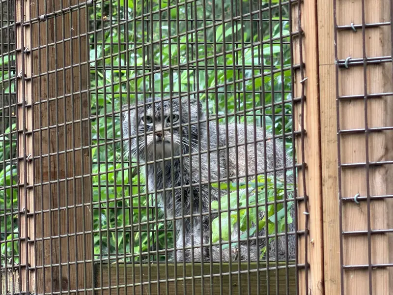 A photograph of Sayan in Cotswold Wildlife Park and Gardens