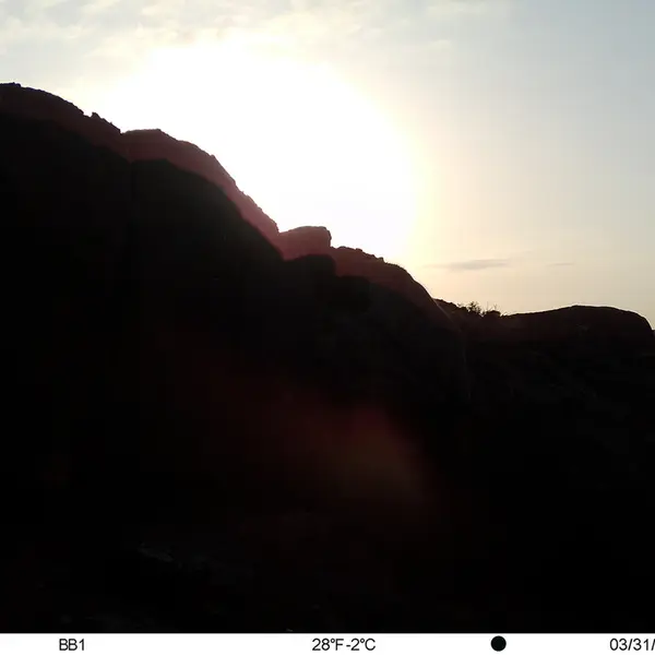 A photograph of Otocolobus manul manul from Aktas-Kunkora [new] camera trap