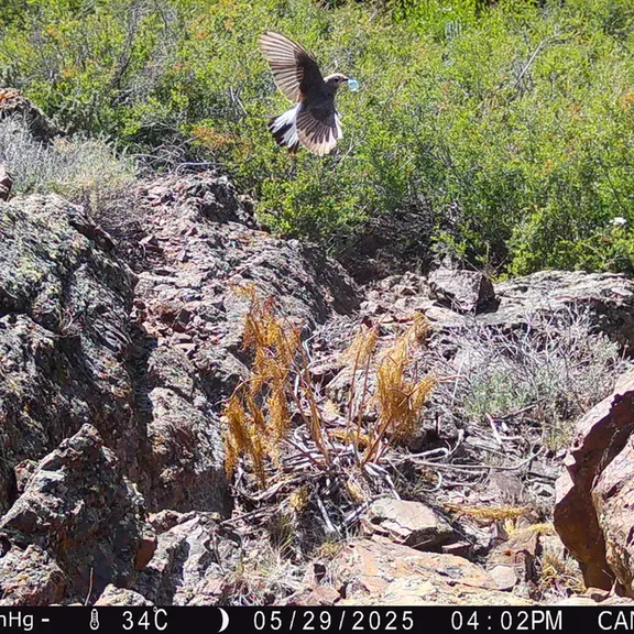 A photograph of a Pallas's cat from Zhundy 3 [new] camera trap