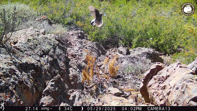 A photograph of a Pallas's cat from Zhundy 3 [new] camera trap