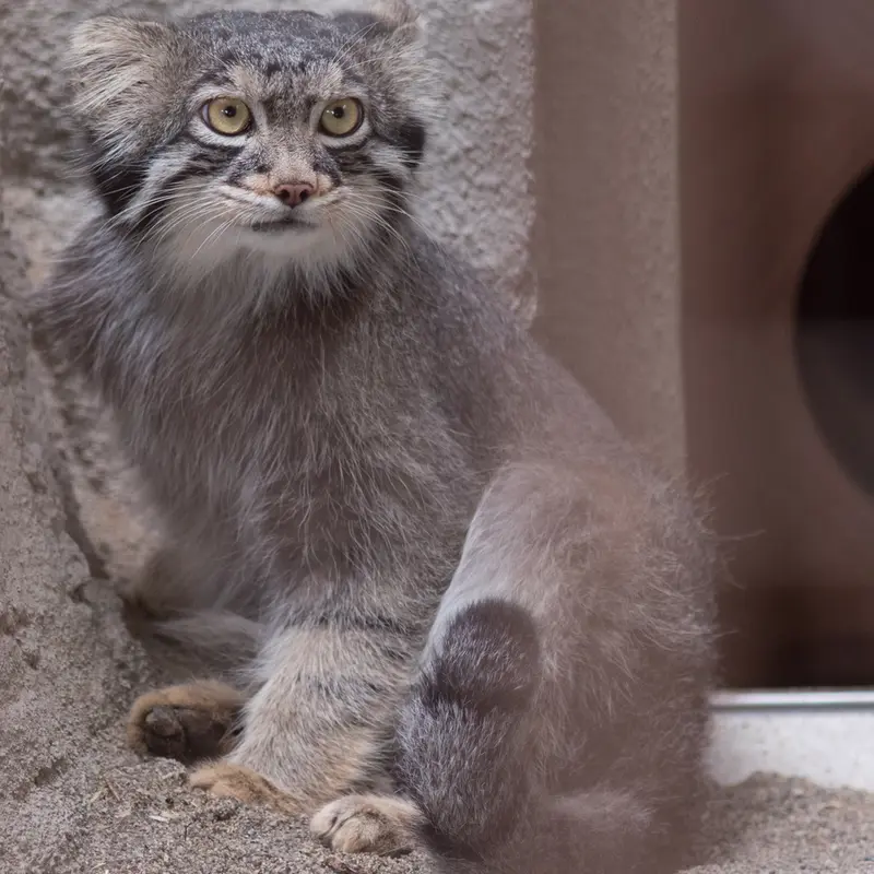 A photograph of Figa in Nogeyama Zoo