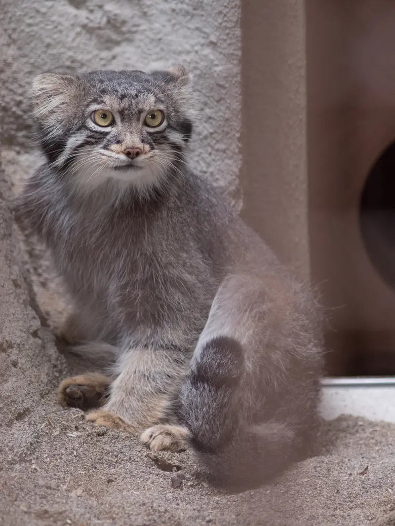 A photograph of Figa in Nogeyama Zoo