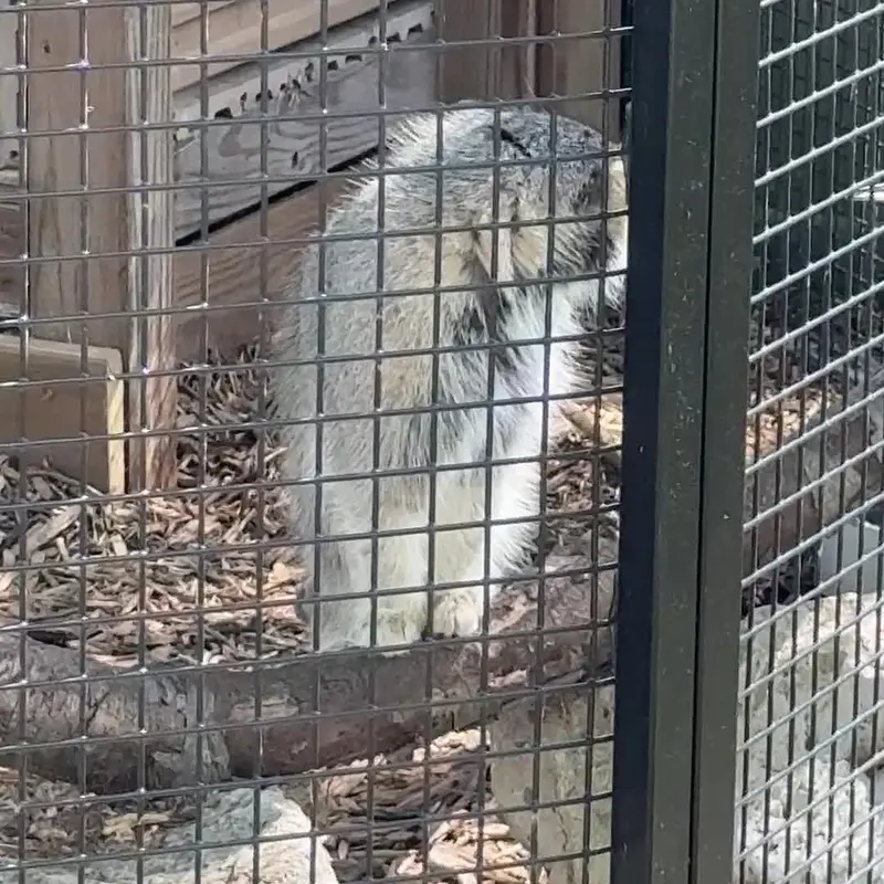 A photograph of a Pallas's cat in Niabi Zoo