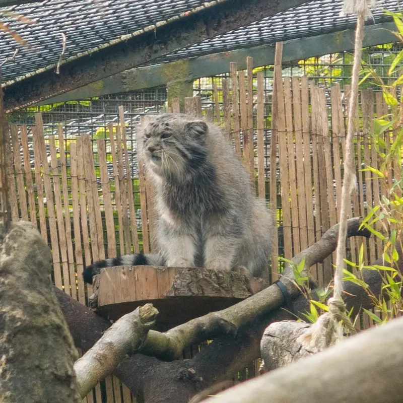 A photograph of Akiko in Edinburgh Zoo