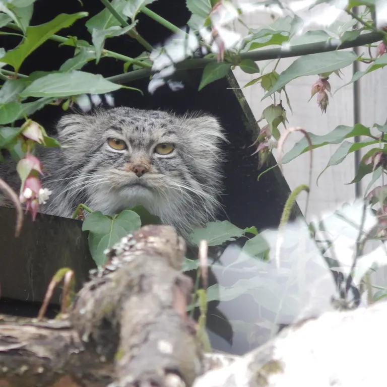 A photograph of Ewok in Tregomeur Zoo