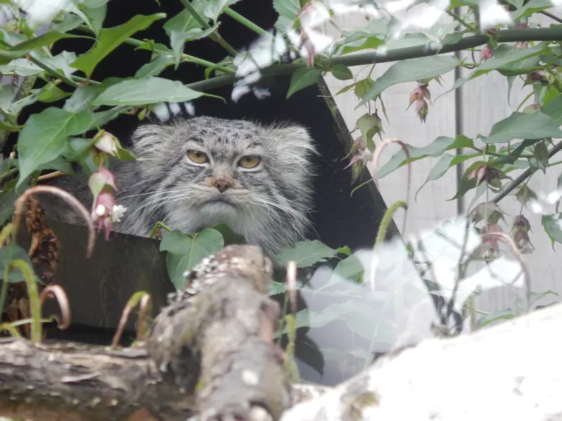 A photograph of Ewok in Tregomeur Zoo