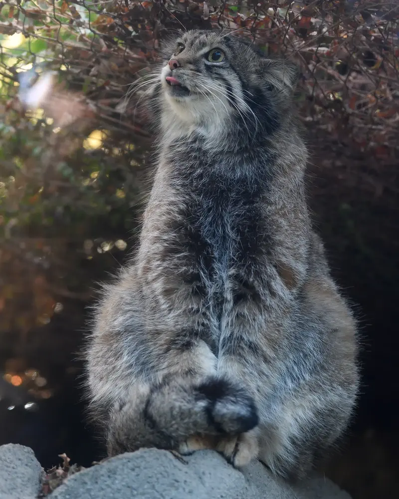 A photograph of Oto in Kobe Animal Kingdom