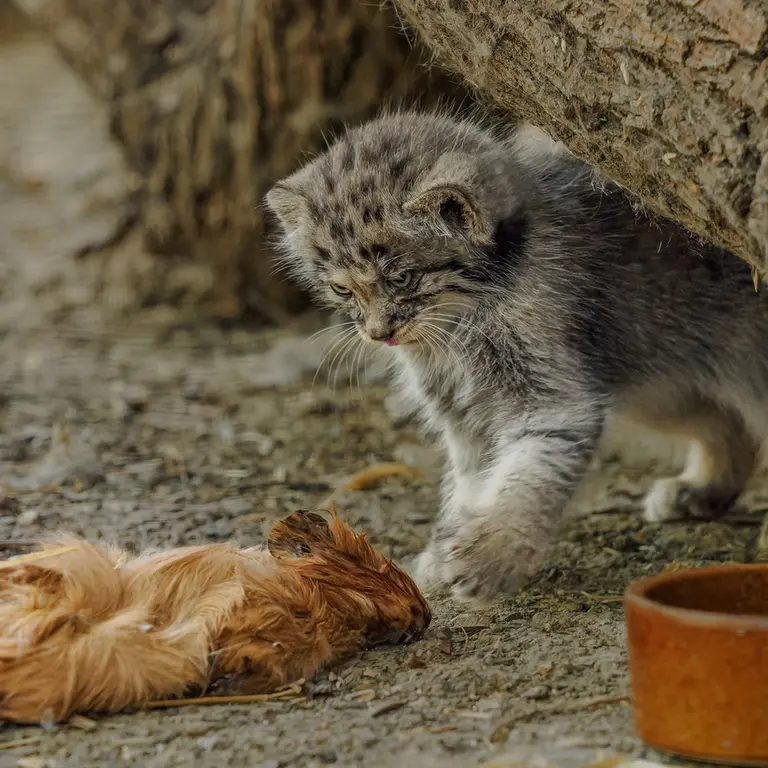 A photograph of a Pallas's cat in Brno Zoo
