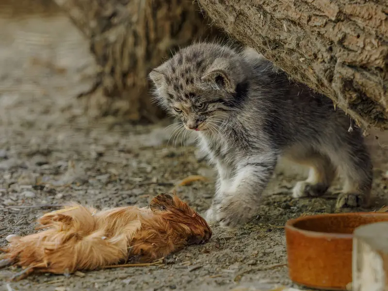A photograph of a Pallas's cat in Brno Zoo