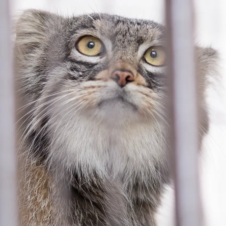 A photograph of Figa in Nogeyama Zoo