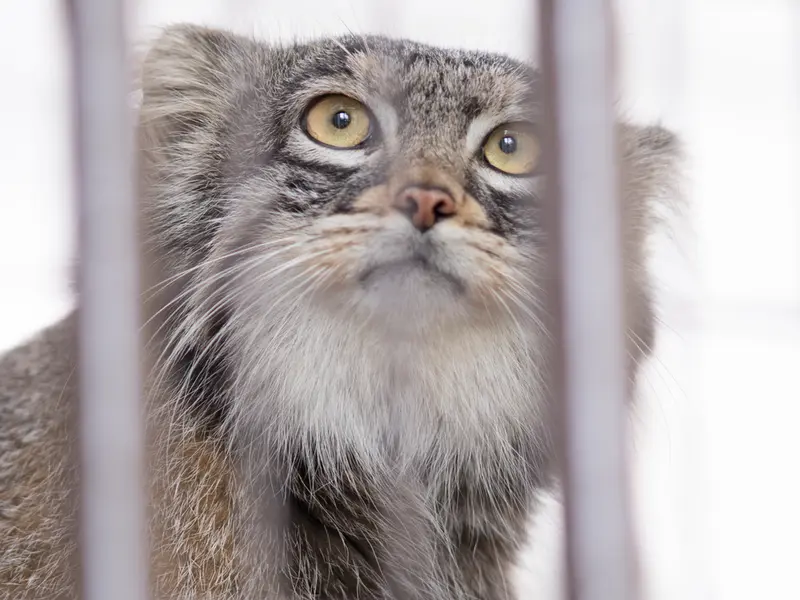 A photograph of Figa in Nogeyama Zoo