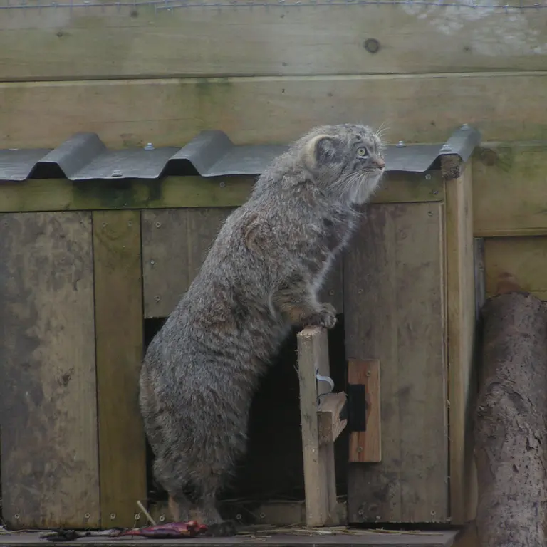 A photograph of Altai in The Lakeland Wildlife Oasis