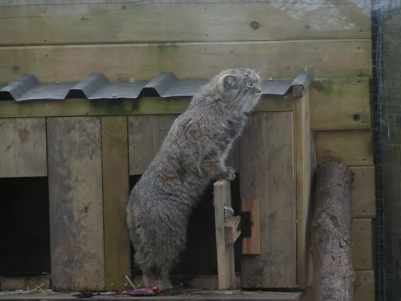 A photograph of Altai in The Lakeland Wildlife Oasis