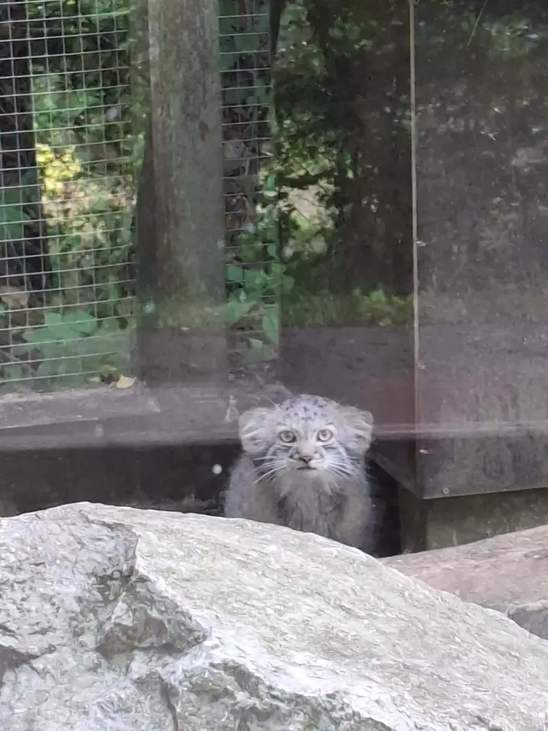 A photograph of Kitten of Alani b.2026 Ⅰ in Košice Zoo
