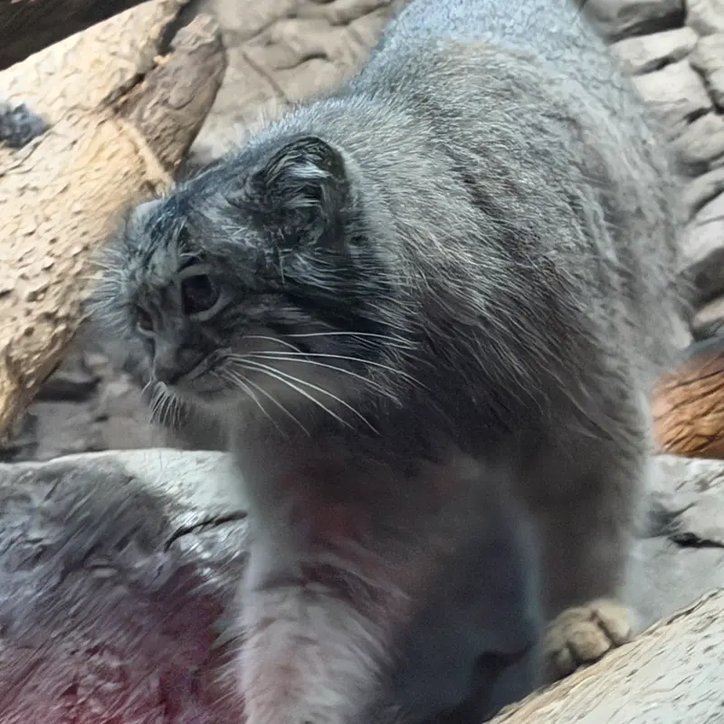A photograph of Isabel in Cincinnati Zoo