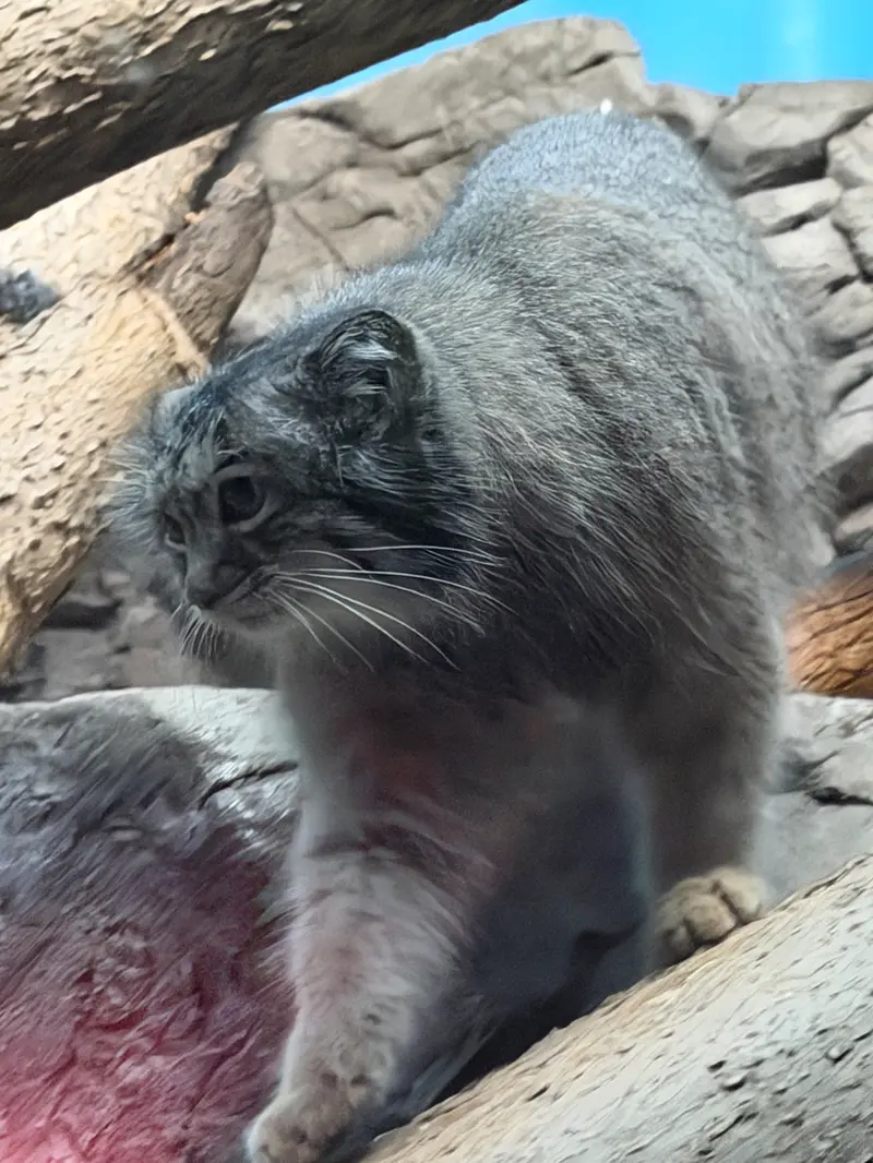 A photograph of Isabel in Cincinnati Zoo