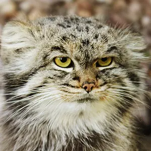 A photograph of Buck in Banham Zoo