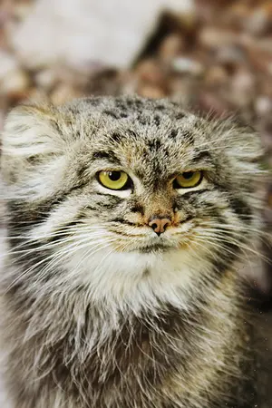 A photograph of Buck in Banham Zoo
