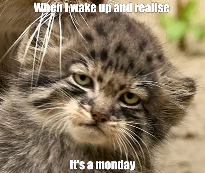 Anyone know which cat this is