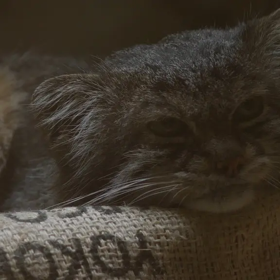 A photograph of a Pallas's cat in Ueno Zoological Gardens