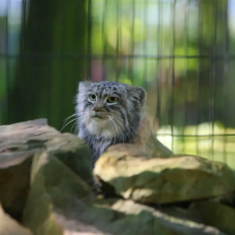 A photograph of Tsas in Kraków Zoo