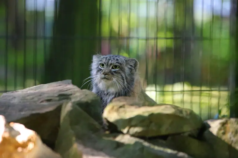 A photograph of Tsas in Kraków Zoo