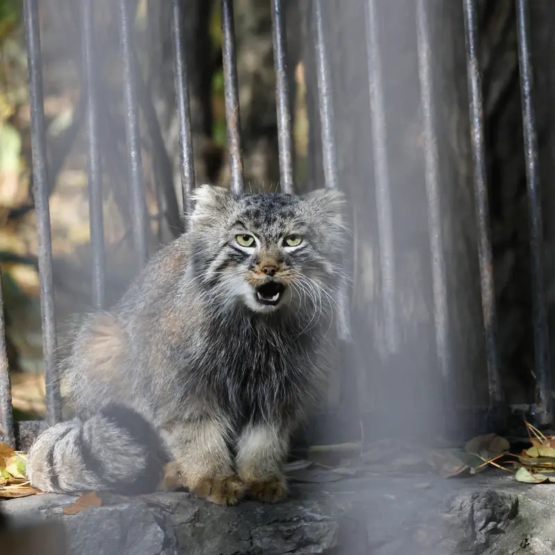 A photograph of Leon in Novosibirsk Zoo